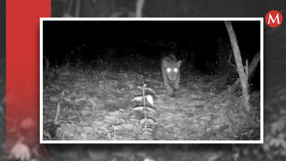 Guanajuato: jaguar es captado por primera vez en estado silvestre | Especial