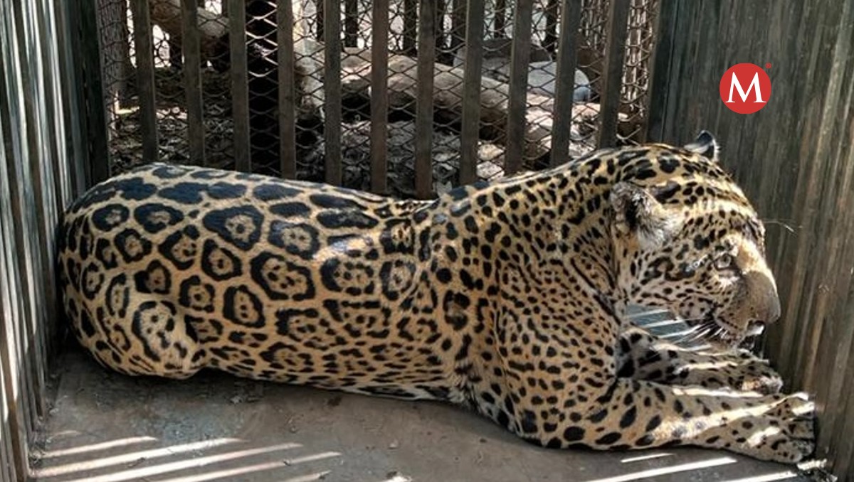 Hembra Jaguar fue ubicada por los especialistas en fauna exótica en el municipio de Llera de Canales.