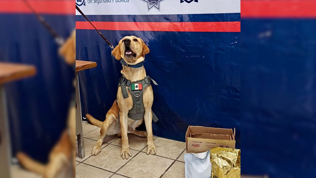 "Arturo", unidad  canina de Torreón. | Especial