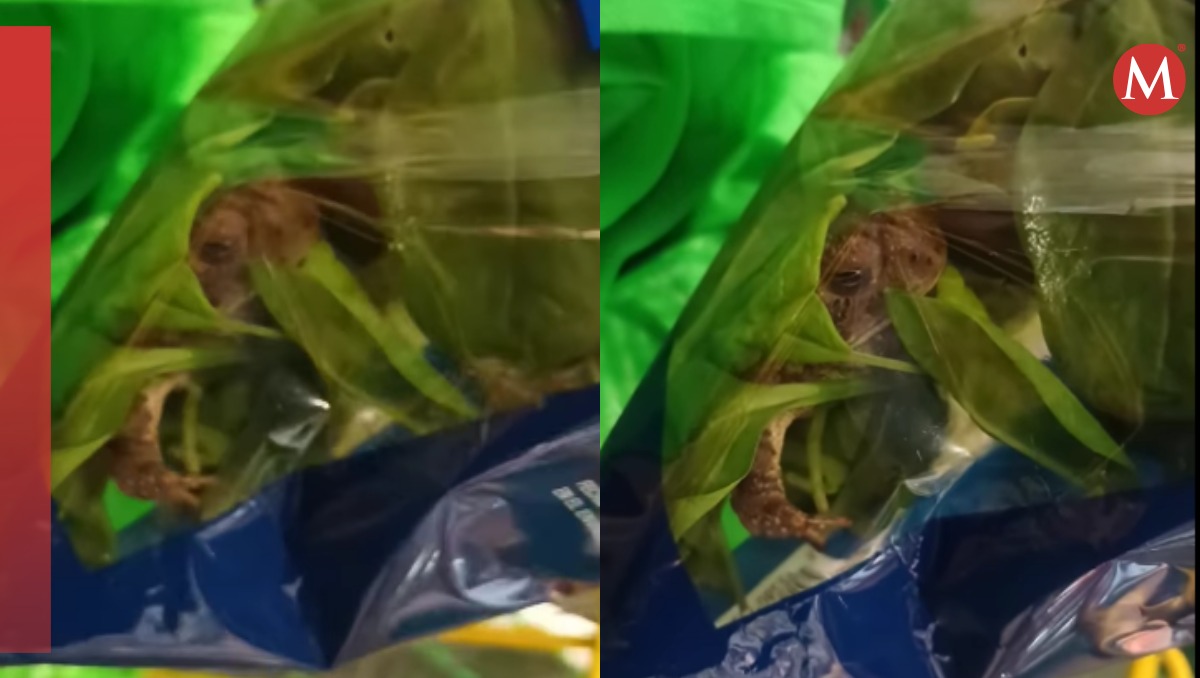 Encuentran rana viva en bolsa de espinacas