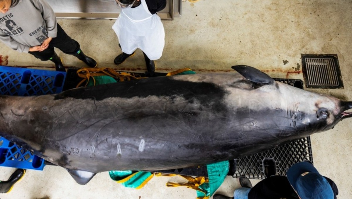 Aquí te mostramos cómo es la ballena dientes de pala, la más rara del mundo. | AP