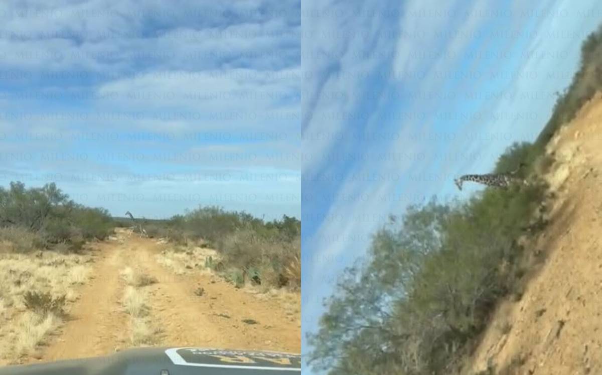 Captan jirafas corriendo en Coahuila. l Especial
