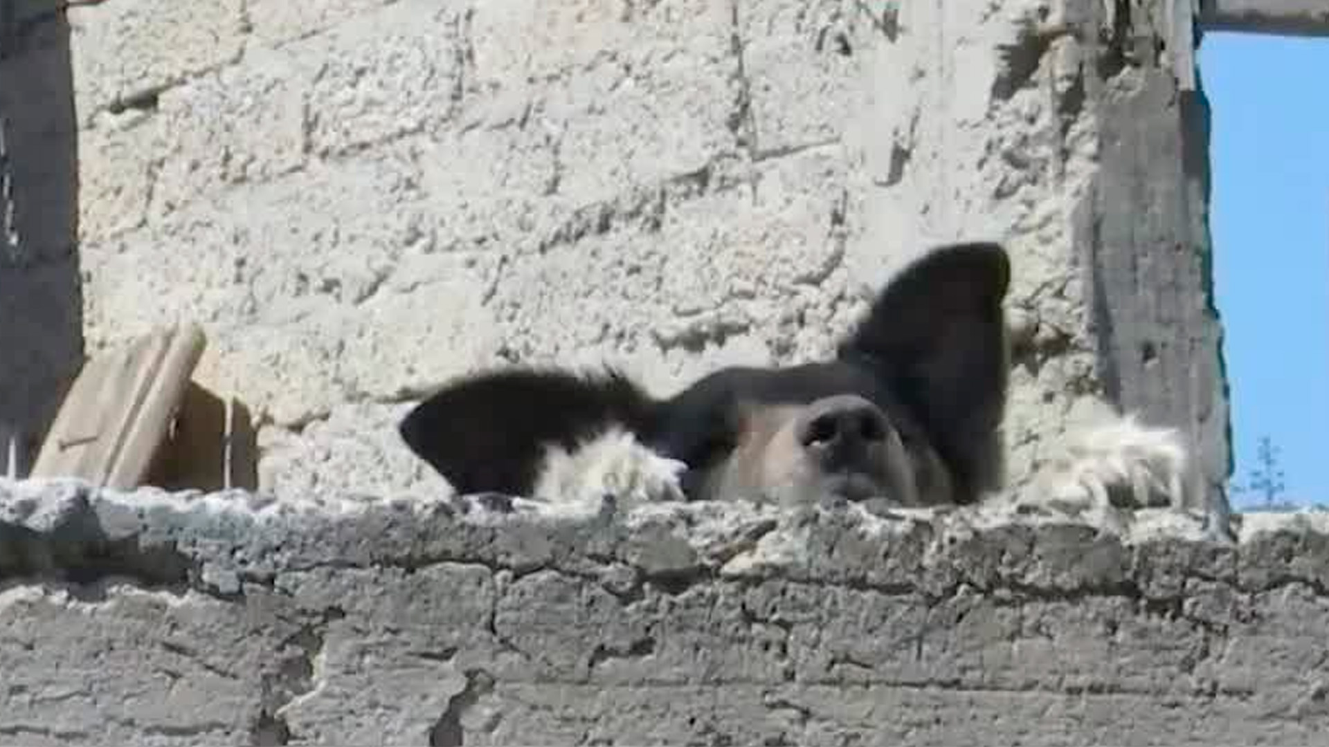 La CdMx combate los delitos contra los animales a través del C5