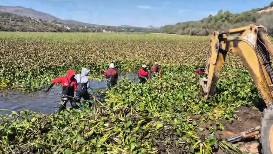Realizan limpieza de lirio acuático en la presa Endhó. (