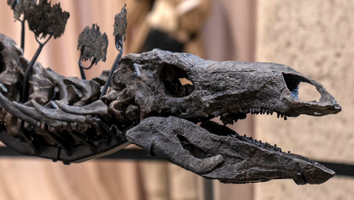 Museo de Historia Natural adquiere el fósil de dinosaurio más caro. | EFE
