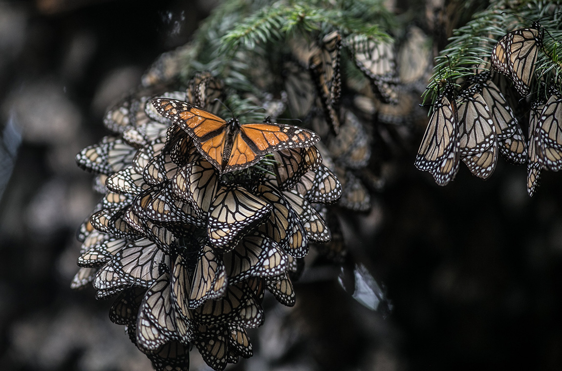 Su nombre científico es Danaus plexippus, que en griego quiere decir "transformación somnolienta". Araceli López