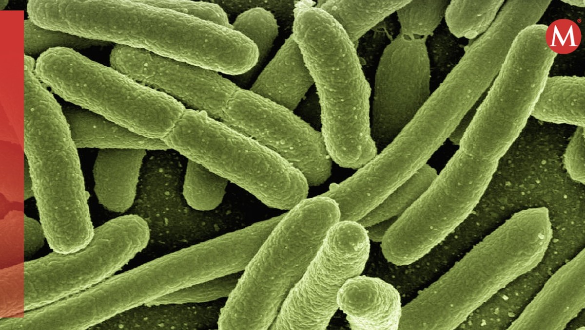 Hasta el momento, todos los pacientes identificados con esta bacteria son pediátricos. | Pixabay/Archivo