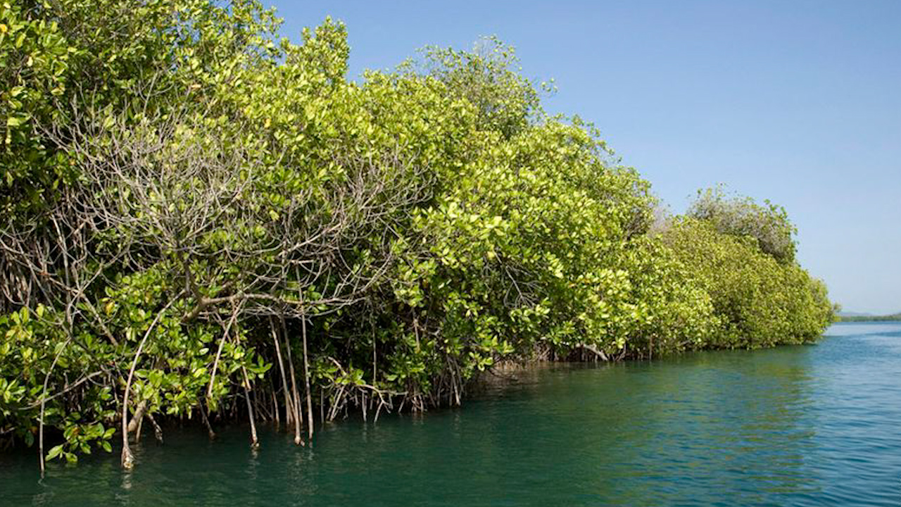 Semarnat reitera en Senado planes de restauración de ríos y manglares