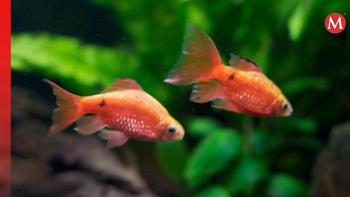 Peces "eligen" su propio cumpleaños, revela estudio | Especial