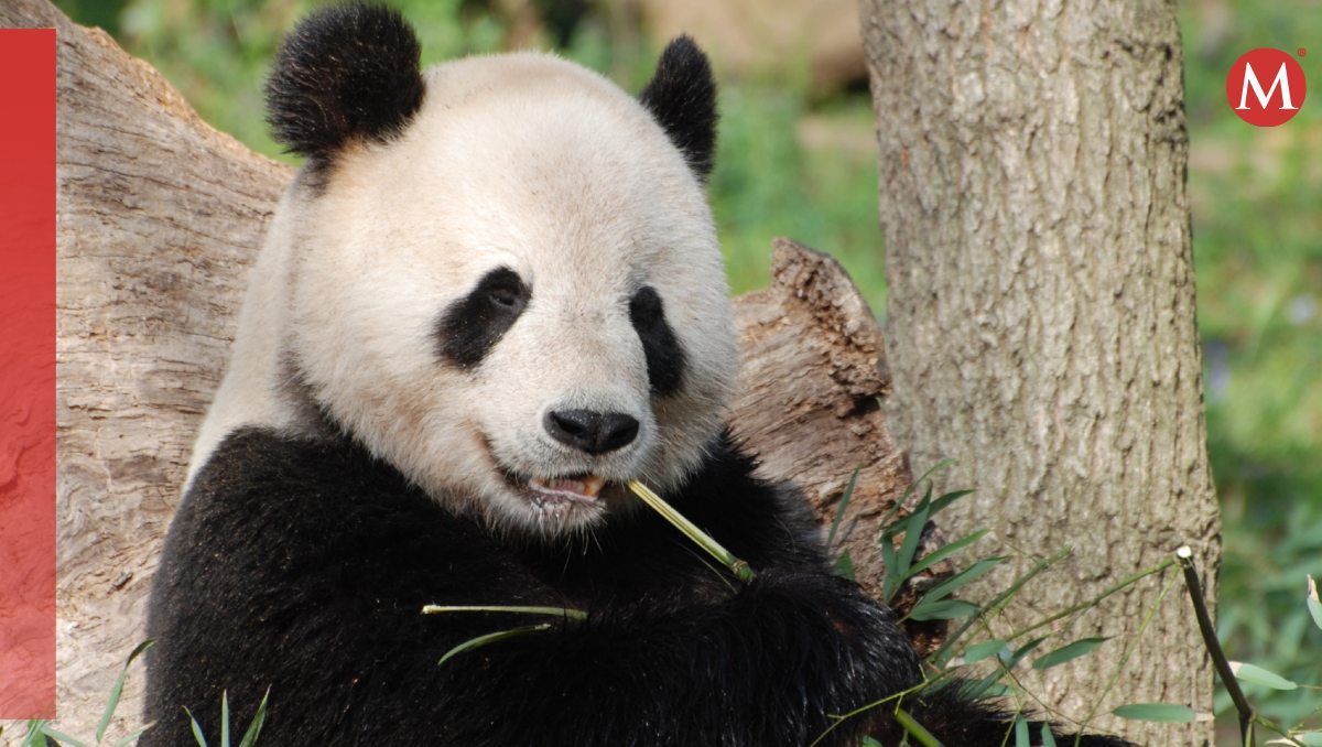 Katiusha es una cría de panda que nació en Rusia | Especial