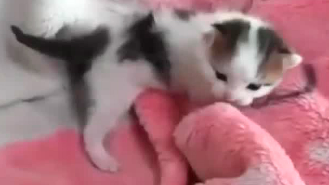 ¿Qué pasaría con tu mascota en caso de que fallezcas?