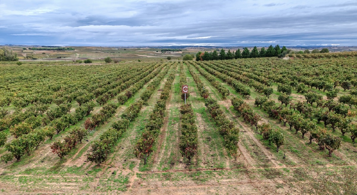 El viñedo Dominio de Calogía visto desde la sala de catas de la bodega. (Paulo Correa)