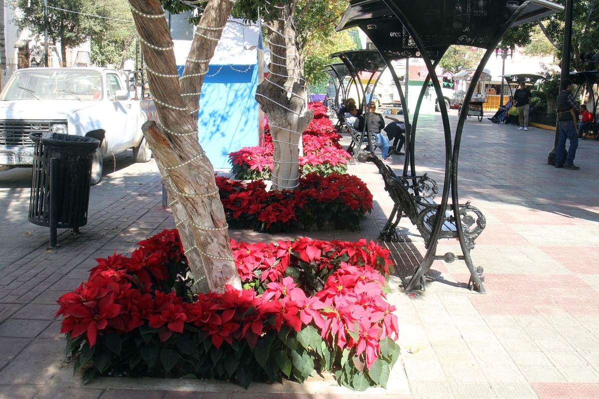 Flor de nochebuena en Lerdo. | Rolando Riestra