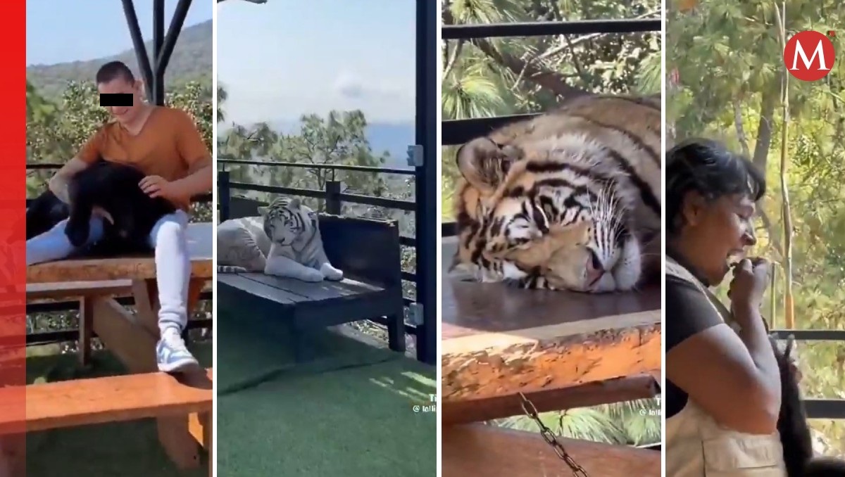 Camino Real del Tigre está en medio de la polémica; ¿qué dijo la autoridad tras acusaciones de maltrato? (Fotos: Especial | Diseño: Milenio)