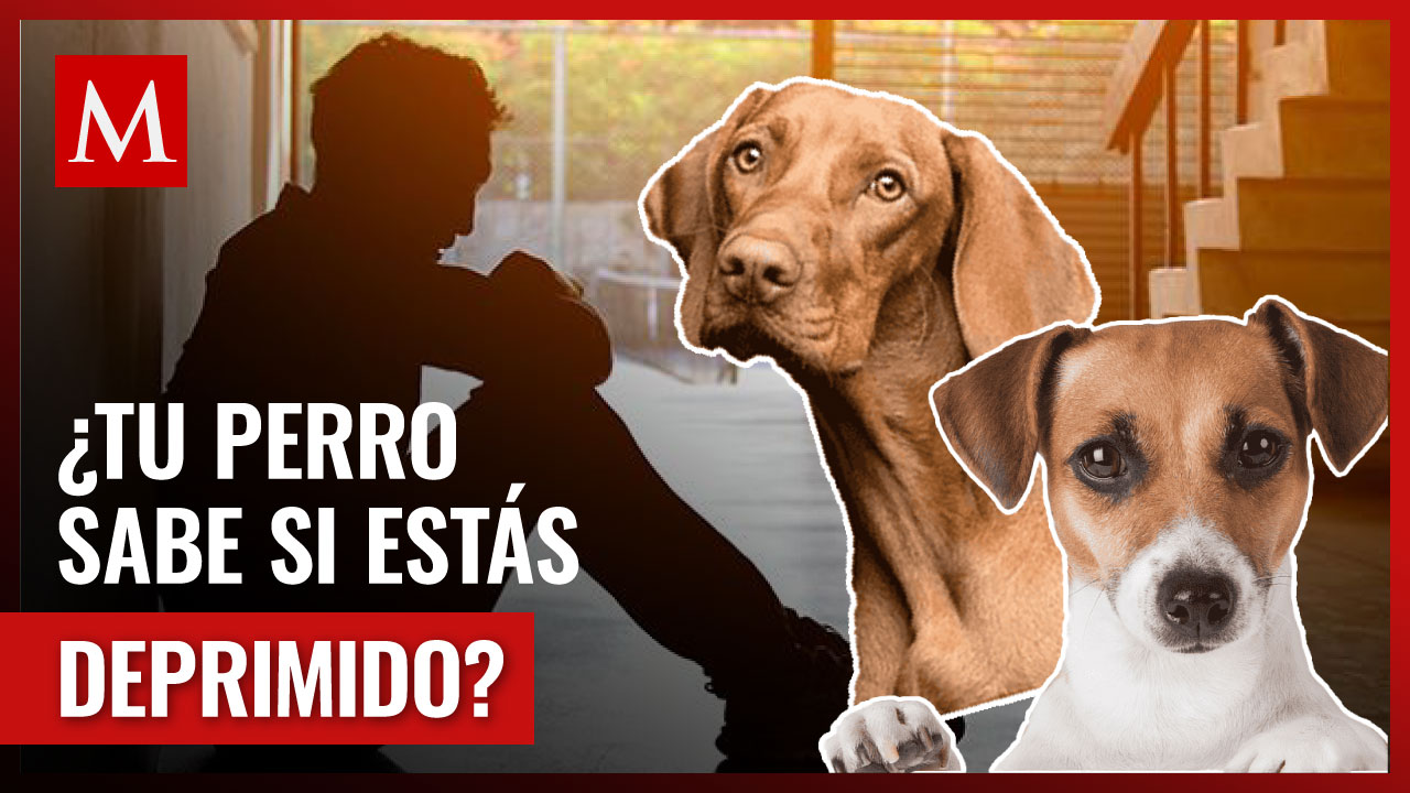 ¿Puede mi perro detectar si sufro de depresión o ansiedad?
