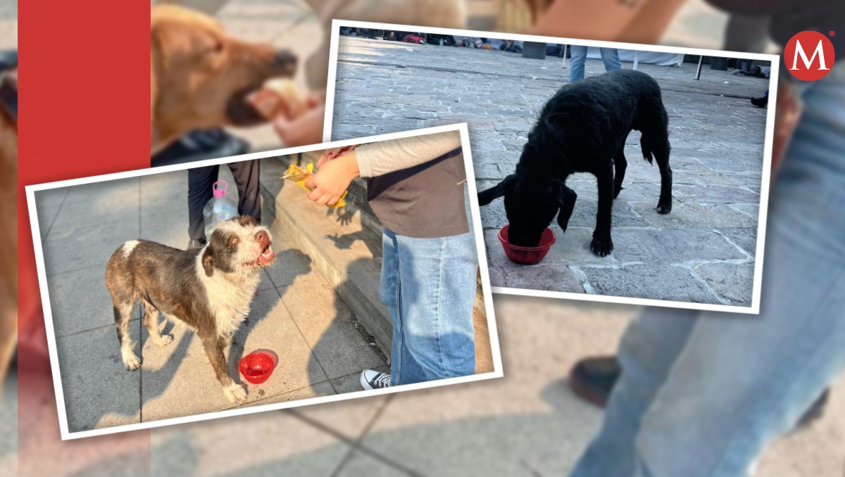 Agatan pide evitar el abandono de animales de compañía. | Especial