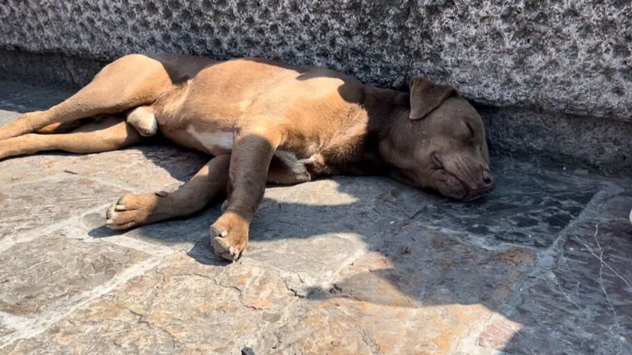 Perros peregrinos abandonados en Basílica de Guadalupe están listos para ser adoptados (foto: Hernán Cortés)