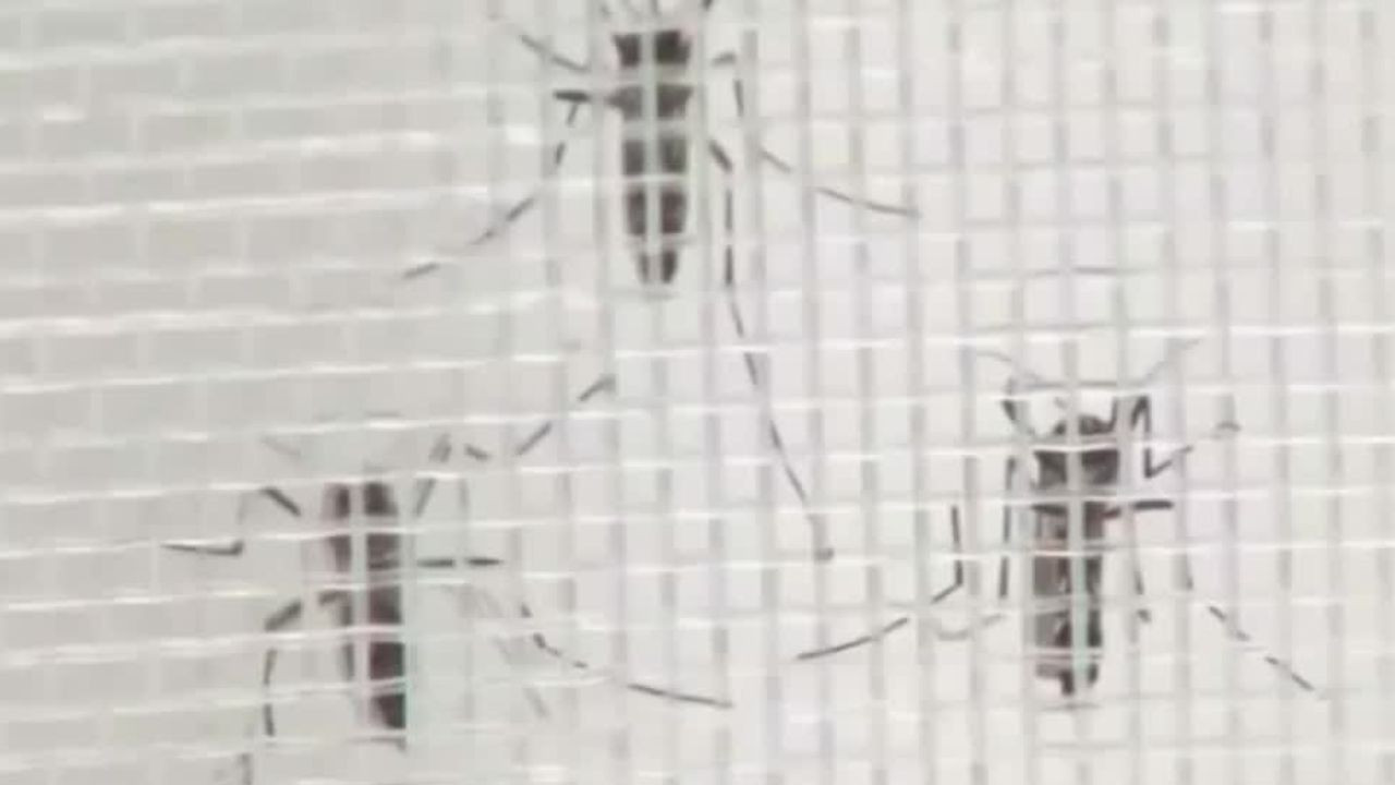 En Jalisco, muere una persona por dengue; suman más de 900 casos en una semana