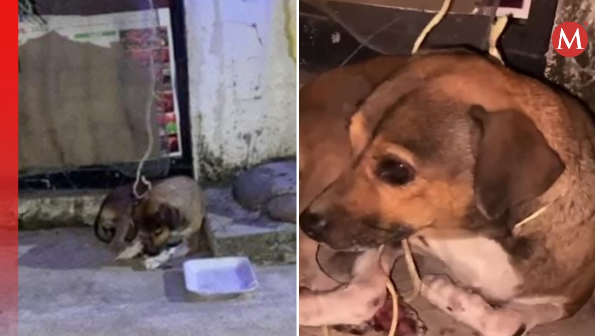 El perrito 'Chispa' fue asegurado por las autoridades luego de que fue arrastrado por una motociclista. | Especial