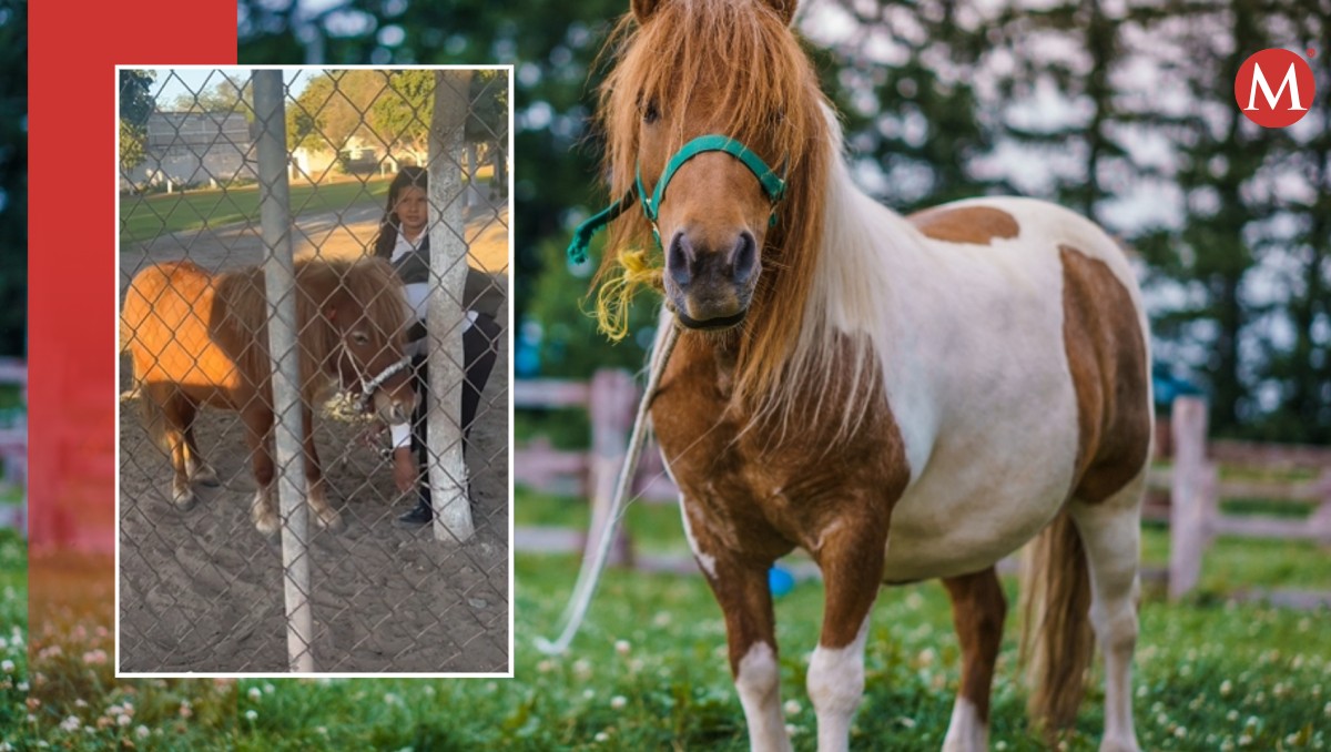 Hermanos de Sinaloa en Pony.