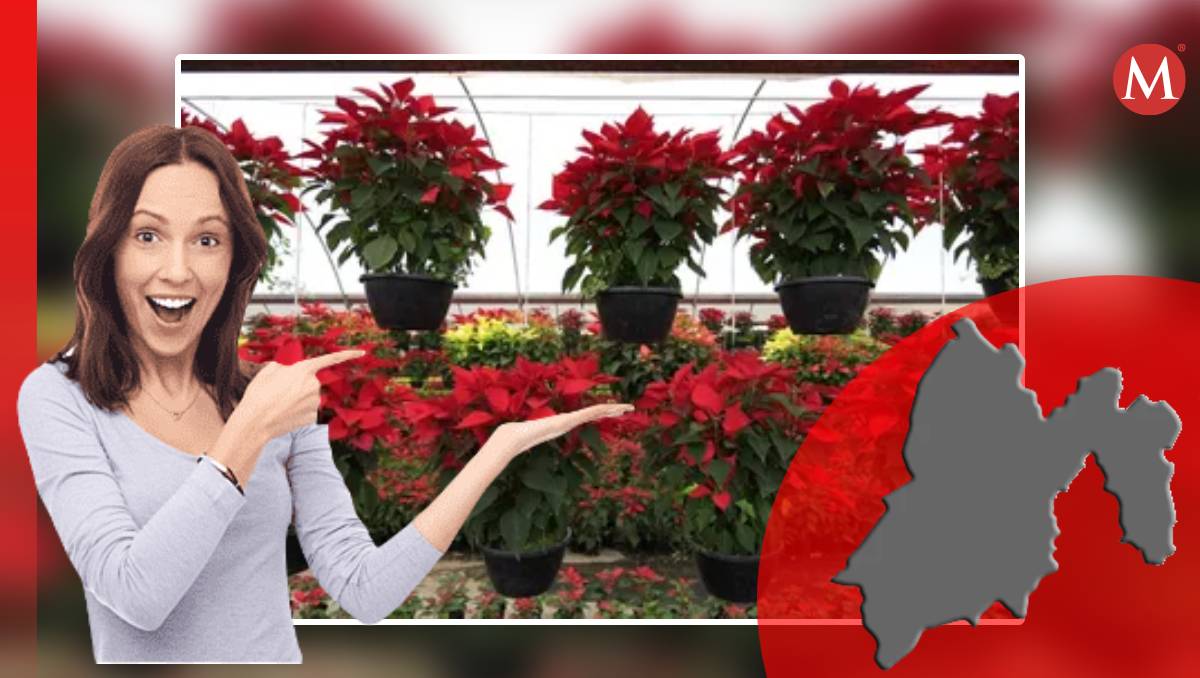 En Edomex hay 6 municipios que destacan por su producción de nochebuenas. Foto: (Especial)