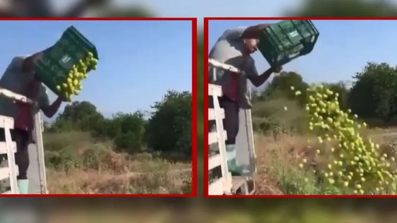 En Michoacán, cae el precio de limón a 3 pesos por kilo; productores prefieren tirarlo