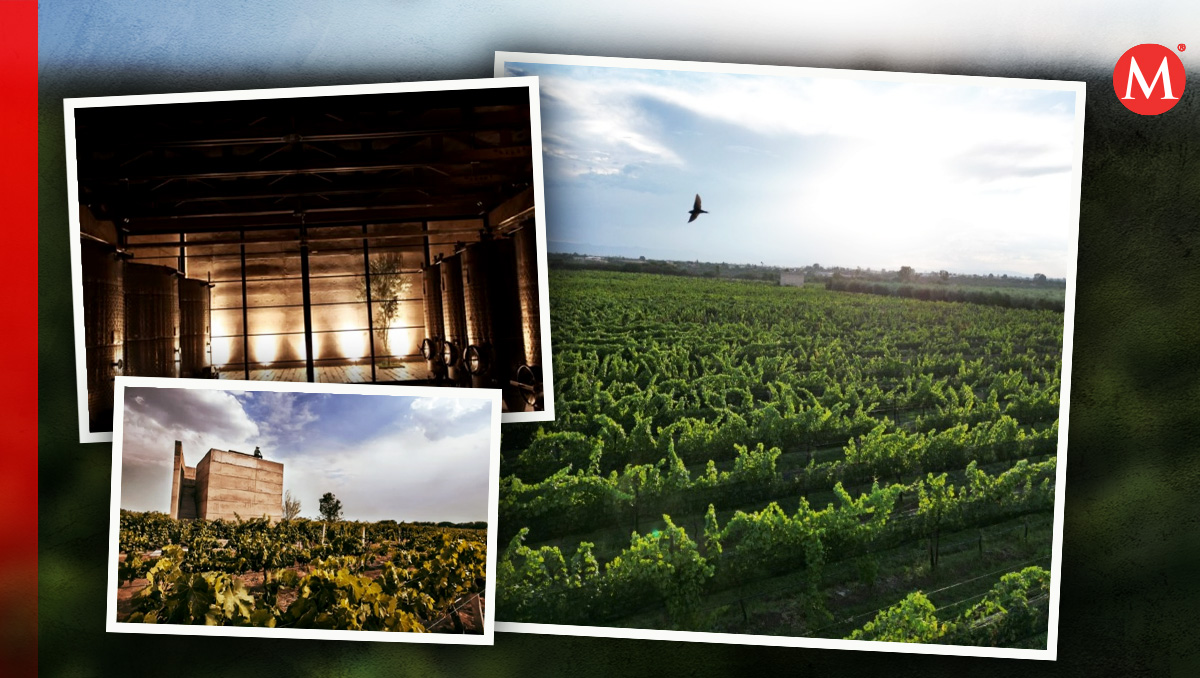 El viñedo Cuna de Tierra es un referente del sector vinícola en todo México | Especial