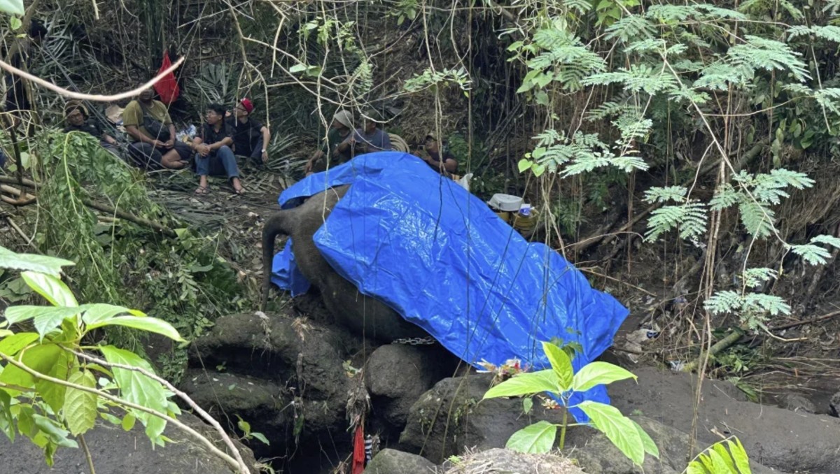 Elefanta de zoológico muere tras ser arrastrada por un río: Indonesia. | AP