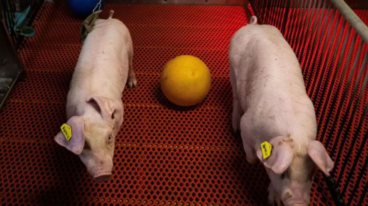 En 2029 esperan comenzar la producción en masa | Foto: AFP