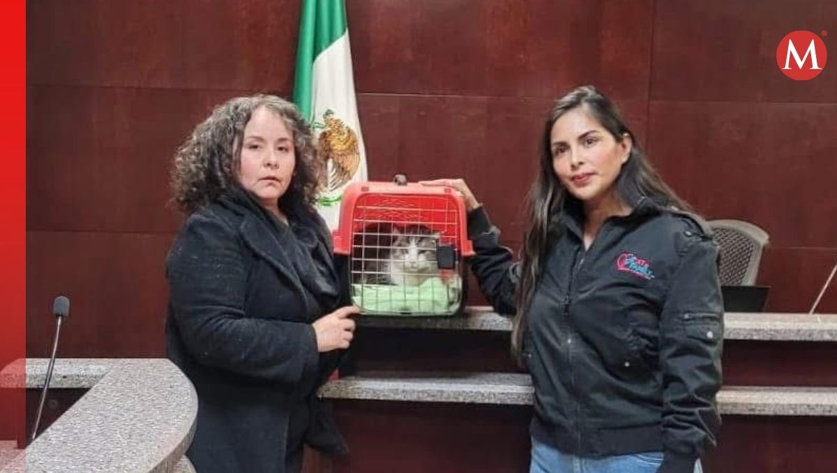 Durante el juicio, estuvo presente Marcela Cárdenas, apoderada legal de Cat Family Chihuahua A.C. | Especial