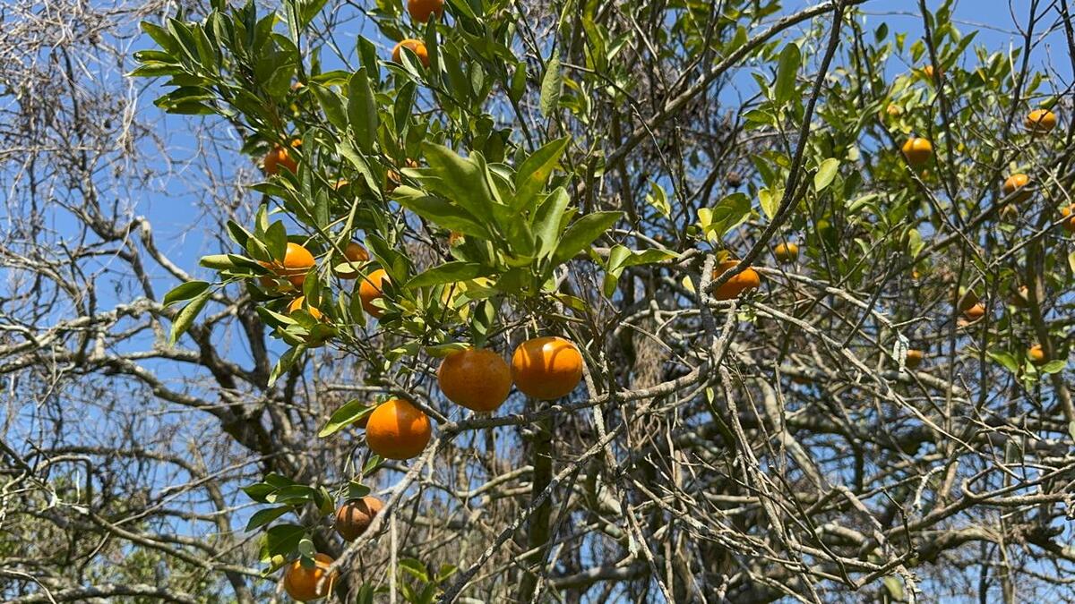 'Dragón amarillo' arrasa con la producción de mandarina en Veracruz | Especial