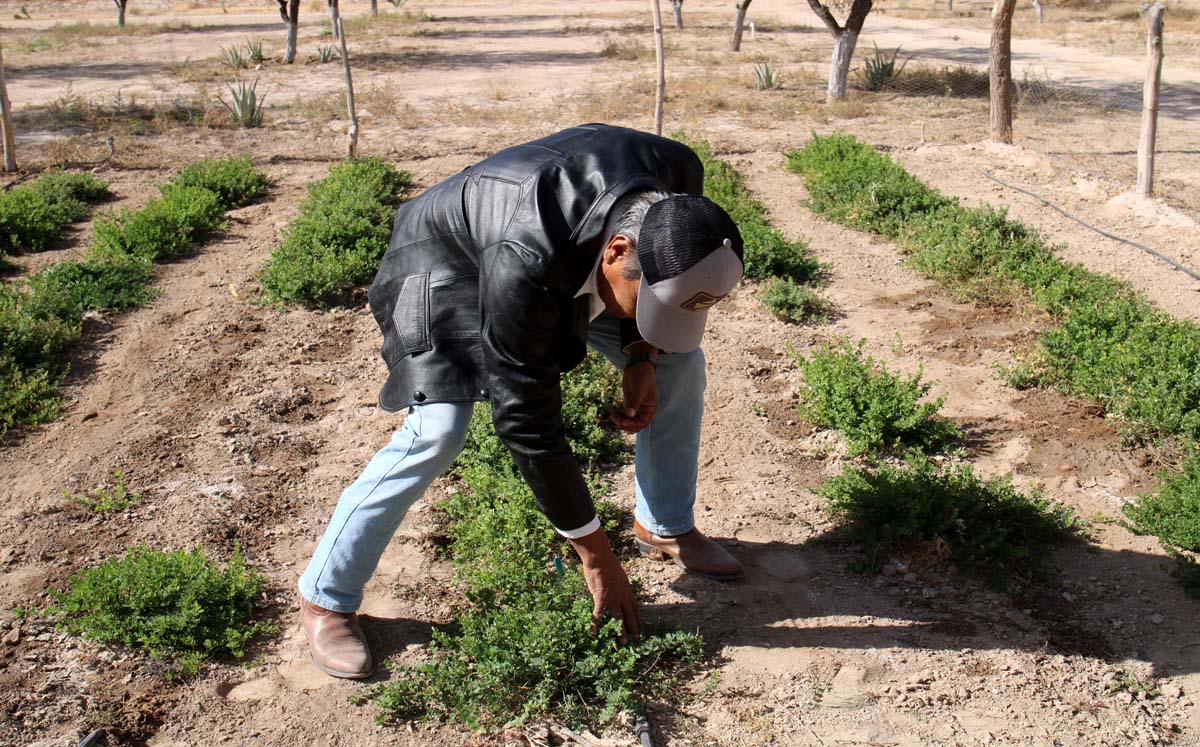 Planta para sustiruir el forraje. l Rolando Riestra
