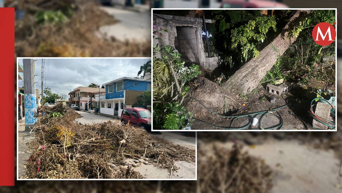 Árboles derribados por frente frío en Ciudad Madero afectan a vecinos. (Fotos: Mario Juárez y Alberto Cano)