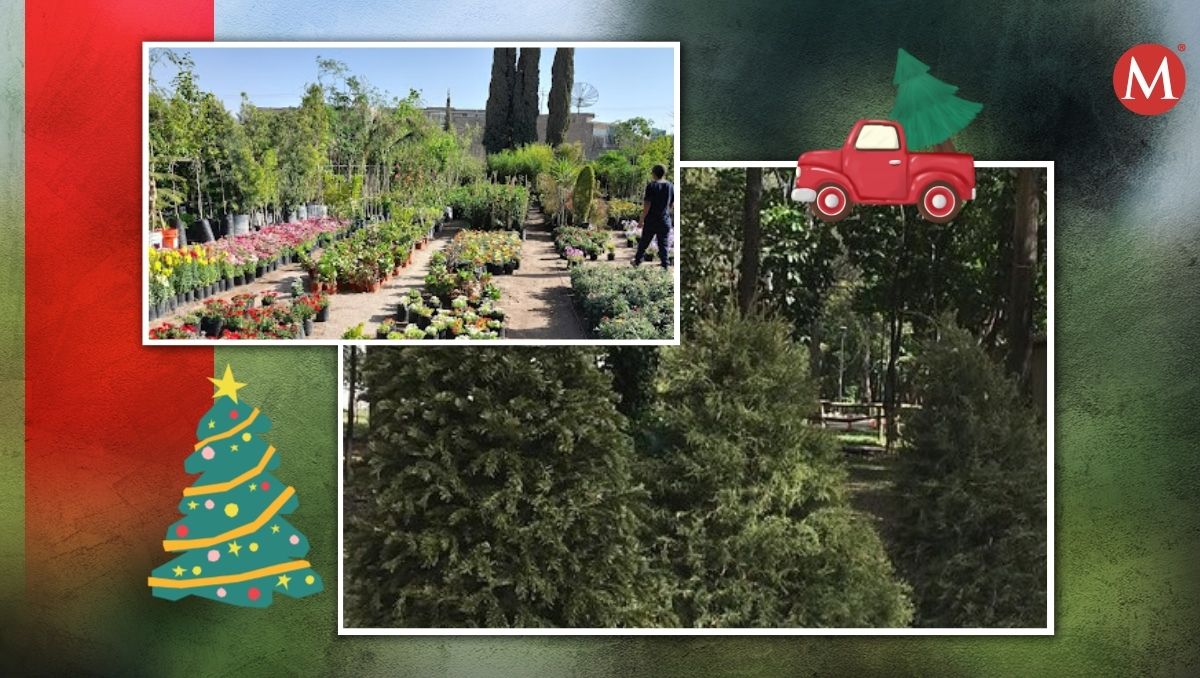 Árboles naturales en La Laguna. | Especial