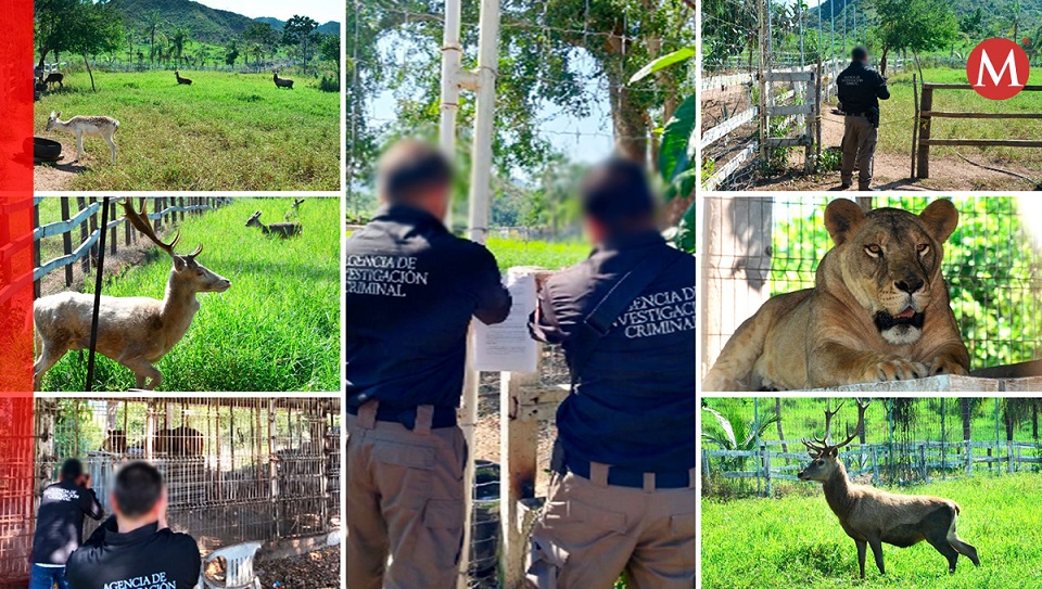 Autoridades federales aseguran dos leones y once venados tras catear dos inmuebles en La Huerta, Jalisco (Cortesía | Diseño: Oscar Avila)