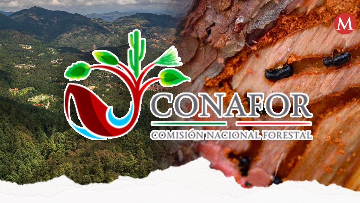 Hidalgo implementa contingencia para controlar plaga forestal en El Chico | Diseño: Samantha Martz