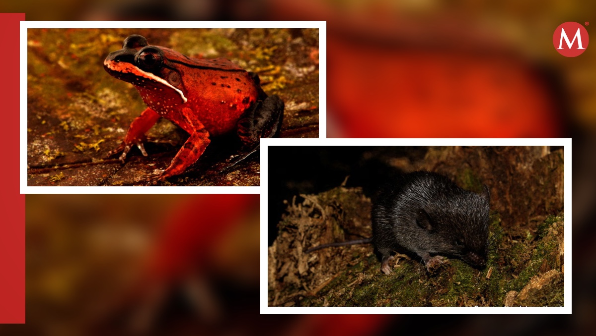 27 nuevas especies animales son descubiertas en el Amazonas | REUTERS