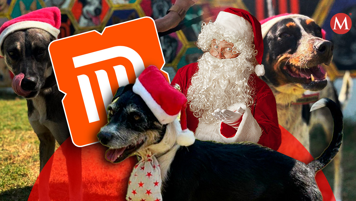 Perros del CTC del Metro de CdMx enviarán cartas a Santa Claus. (Diseño: Samantha Martz)