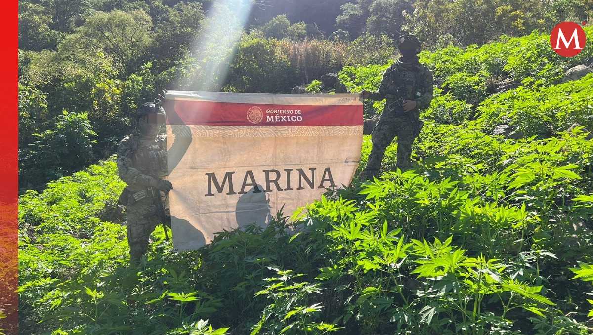La Secretaría de Marina incauta plantíos de mariguana en Nayarit. | Foto: especial