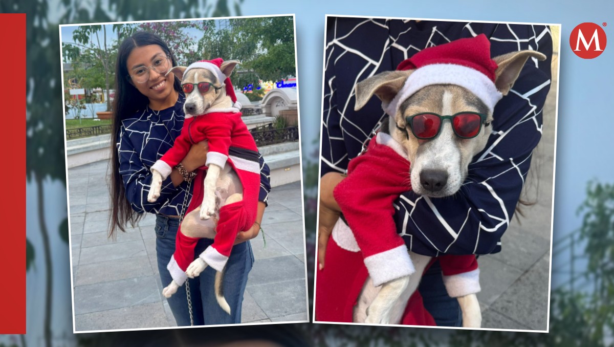 El es el perrito “Williberto” y padece erliquia canina.