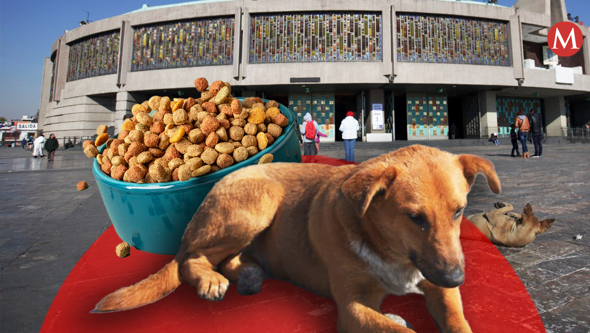 La alcaldía prometió al menos seis meses de croquetas gratis para los adoptantes. | Fotos: Omar Franco. Diseño: Samantha Martz