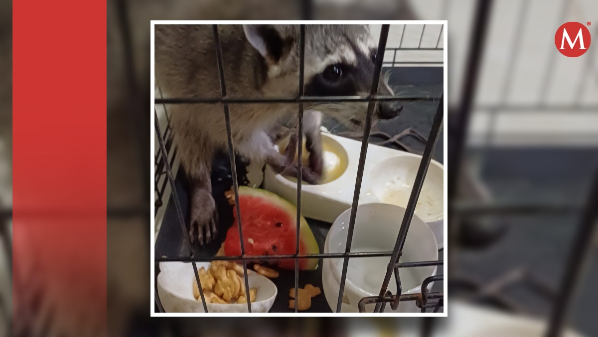 Anastasia, mapache que buscaban en Tampico. (Especial)
