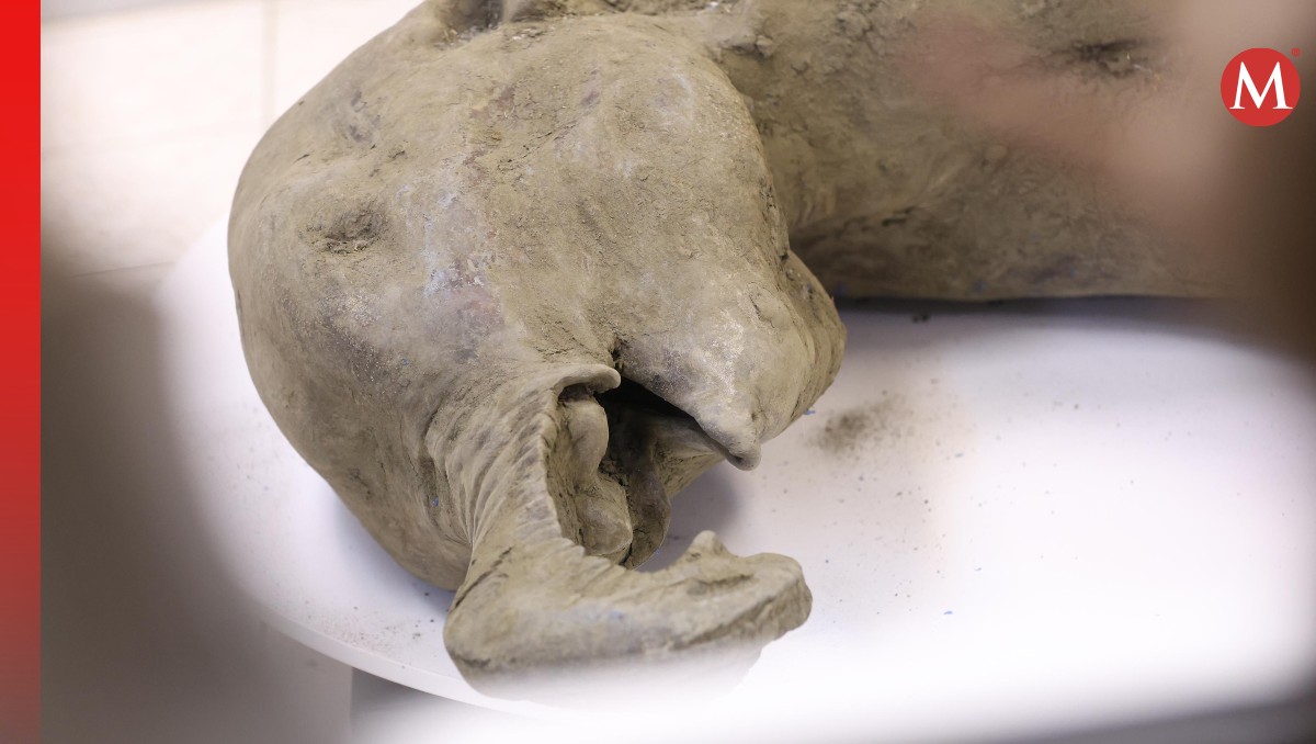 Podría ser el espécimen de mamut mejor conservado del mundo | AFP