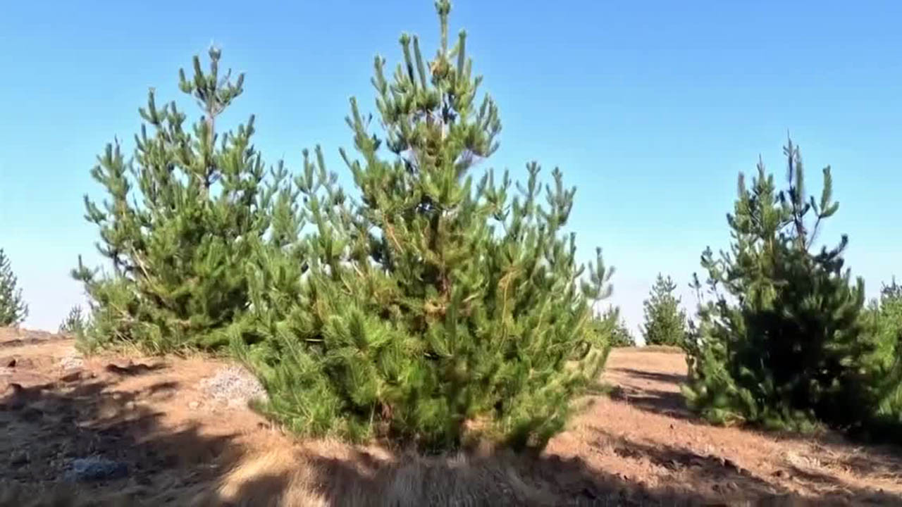 El asombroso bosque de pinos en Isla Guadalupe, en Baja California | Milenio Hábitat