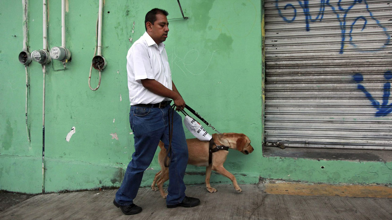 La importancia de los perros guía para las personas con discapacidad