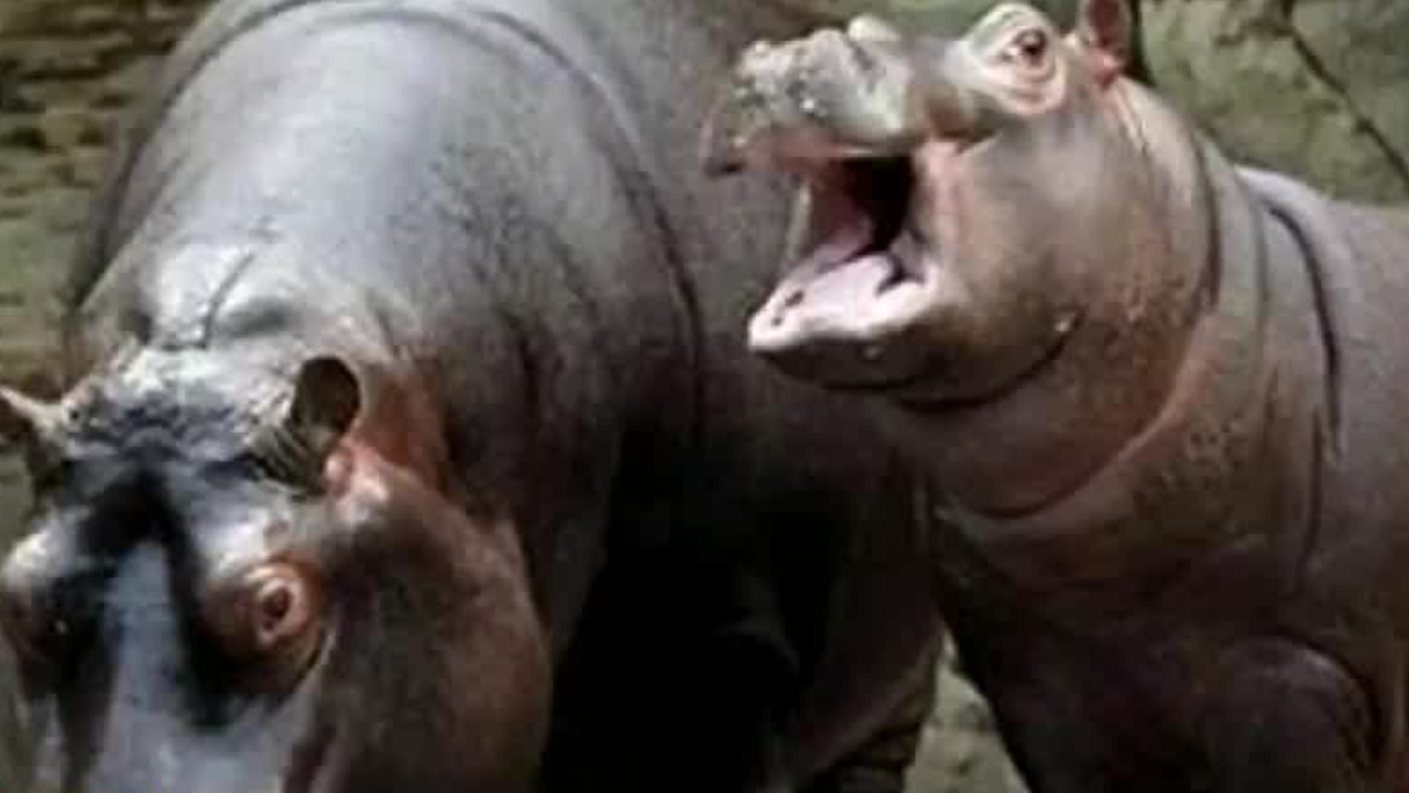 Animales exóticos, una víctima escondida entre carteles de narcotráfico
