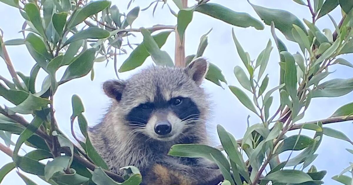 Se atiende reporte de un mapache en un árbol en Santa María Asunción. (Cortesía)