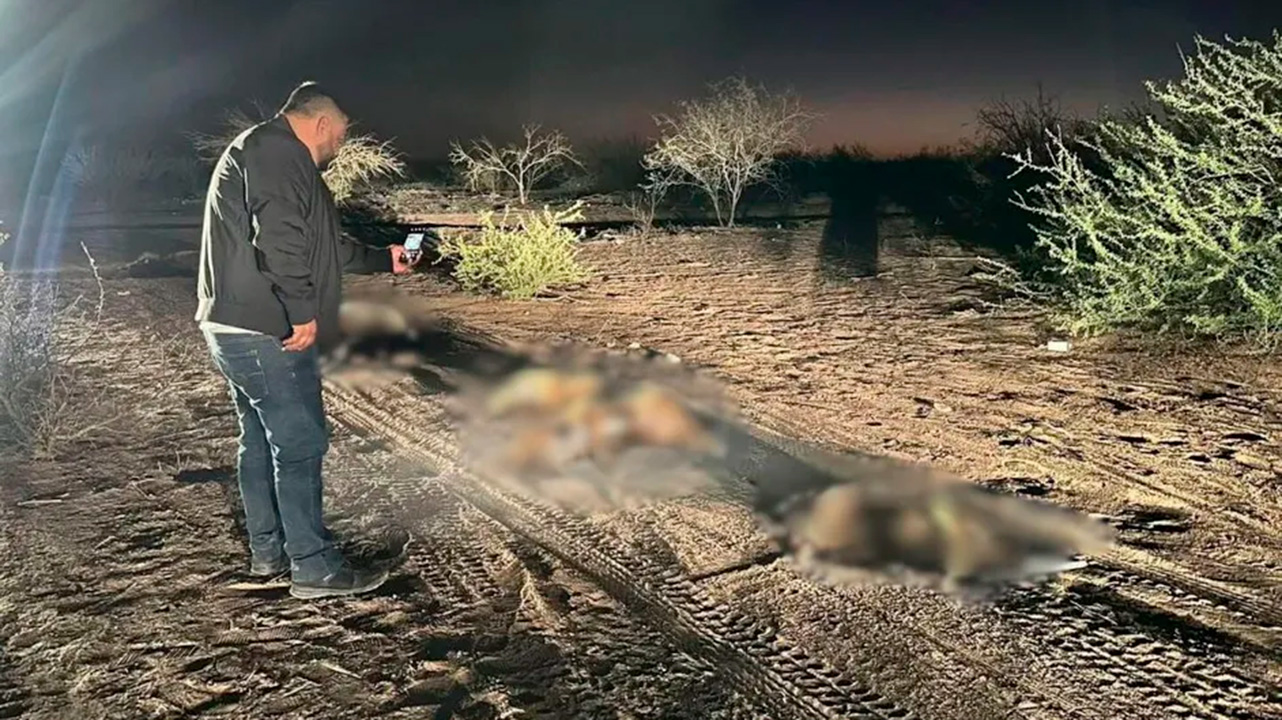 Autoridades localizan 17 perros muertos en Comondú, Baja California Sur; inician investigación
