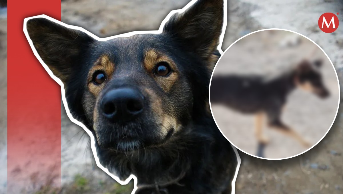 Autoridades rescatan a perrita en estado de abandono. (Especial)