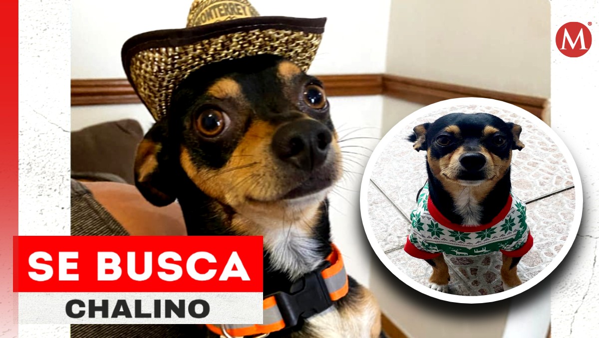 ¡Se busca!, responde al nombre de Chalino, quien tenga información que ayude a su identificación comunicarse al 8333435120. (Cortesía)